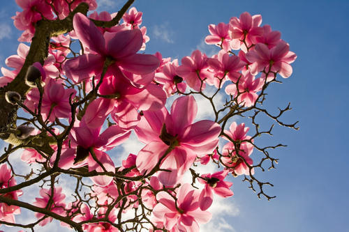 magnolia oil