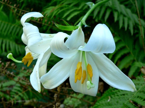 Lily oil