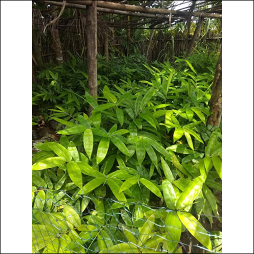 Green Dendrocalamus Asper Seeds Germinate Plants