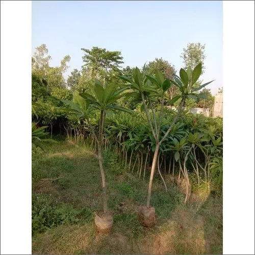 Green Alba Plumeria Plant