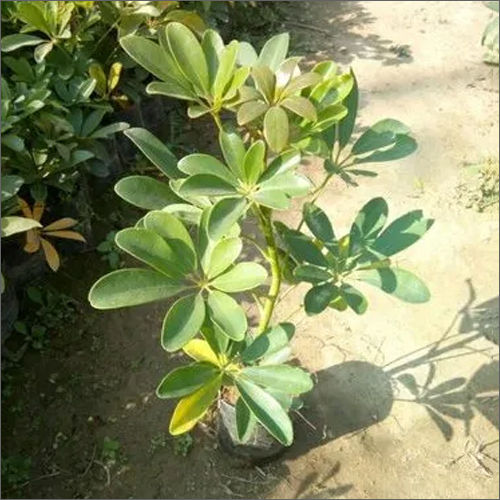 Green Saplera Plant