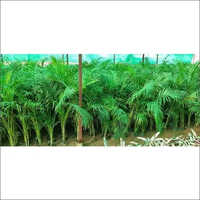 Areca Palm Plant - Full Sun Exposure , Lush Green Foliage For Plantation
