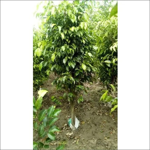 Green Black Ficus Plant