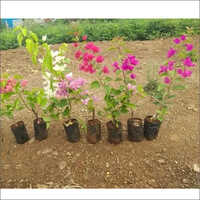 Natural Bougainvillea Plant - Vibrant Green Foliage, Multi-colored Flowers | Ideal For Versatile Plantation Anywhere