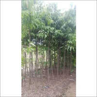 Green Ashoka Tree - Evergreen Plant With Deep Green Leaves & Bright Orange-yellow Flowers | Requires Full Sun Exposure, Ideal For Plantation