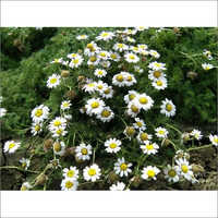 Anacyclus Pyrethrum Age Group: Suitable For All