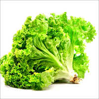 Green Lettuce - Raw, Irregular Shape With 2-4 Days Shelf Life | Nutrient-rich, Crispy Texture, Seasoned For Optimal Flavor