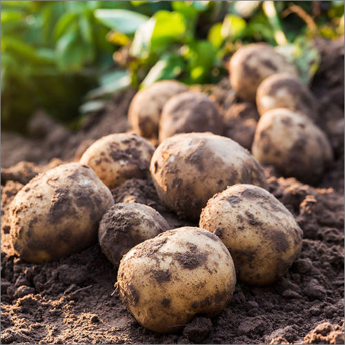 Round Organic Potato