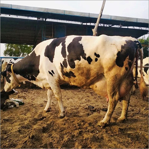 Dairy HF Cow