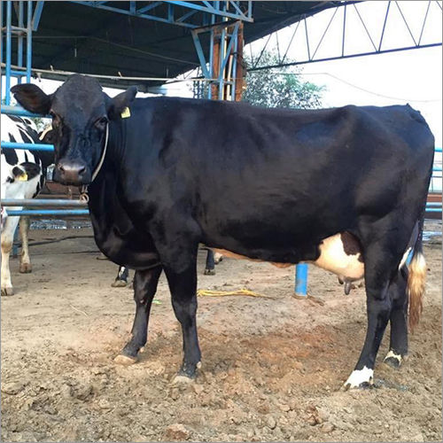 Cross Breed HF Cow