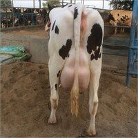 Dairy HF Cow