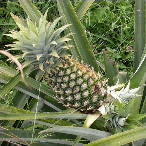 Organic Fresh Pineapple