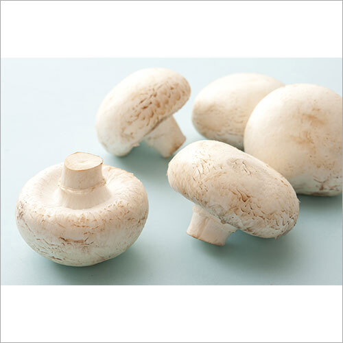 Fresh Button Mushroom - First Class Quality, Common Cultivation, Fresh Style with Antioxidant and Anti-Inflammatory Properties