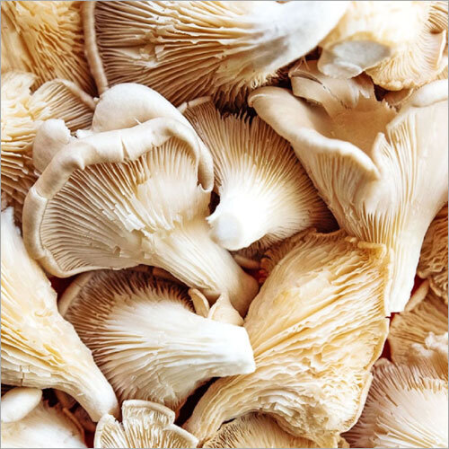 Fresh Oyster Mushroom - Common Cultivation, First-Class Grade, Fresh Style | Anti-Inflammatory & Antioxidant Properties, Heart & Immune Support