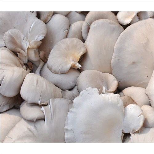 White Oyster Mushrooms - Fresh, First Class Quality | Common Cultivation, Varied Sizes and Packaging Options Available