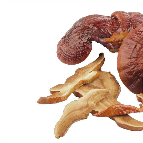 Fresh Ganoderma Mushroom - Fresh, First Class Quality | Common Cultivation Type, Sourced from India