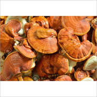 Natural Ganoderma Mushroom - First Class Quality, Fresh Common Style | Superior Support For Alzheimer's, Diabetes, Cancer, Cold Sores