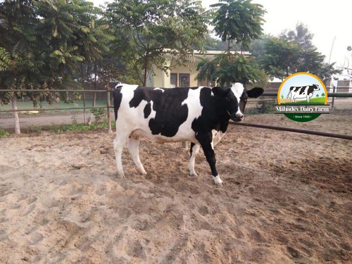 Uttarakhand HF Cow