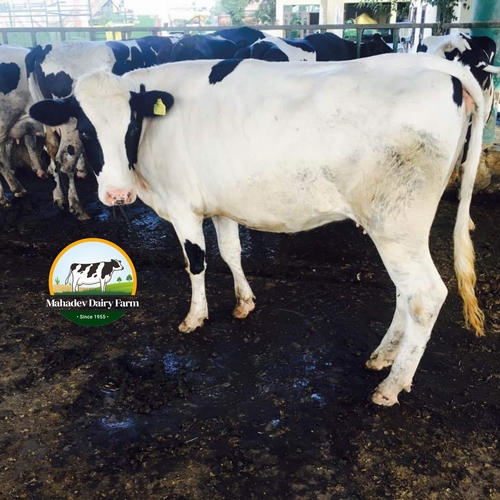 Dairy Farm HF Cows