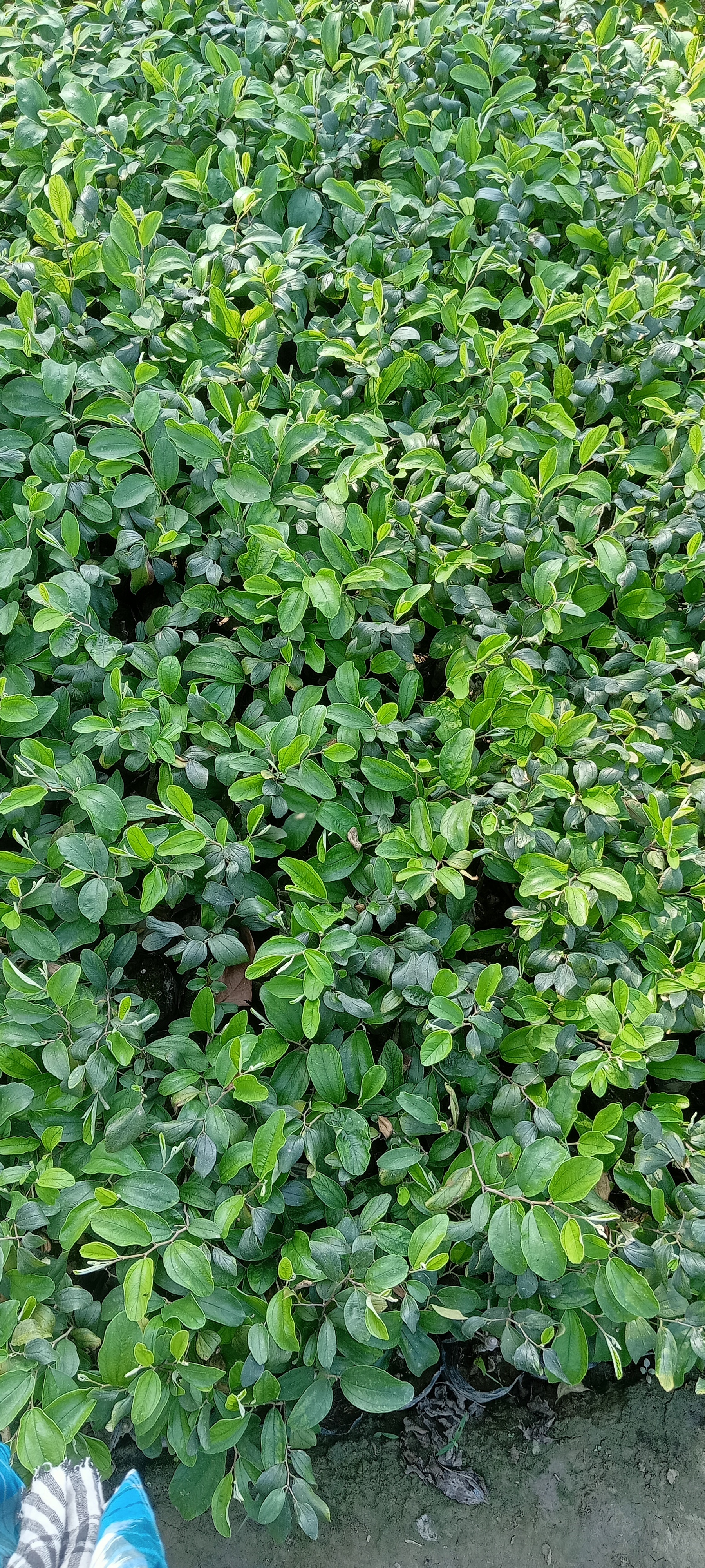 Apple Ber Fruit Plant