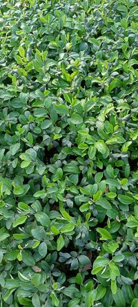 Apple Ber Fruit Plant