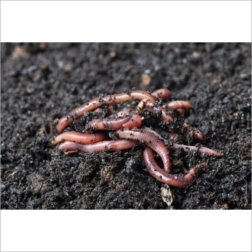 Live Earthworms for composting
