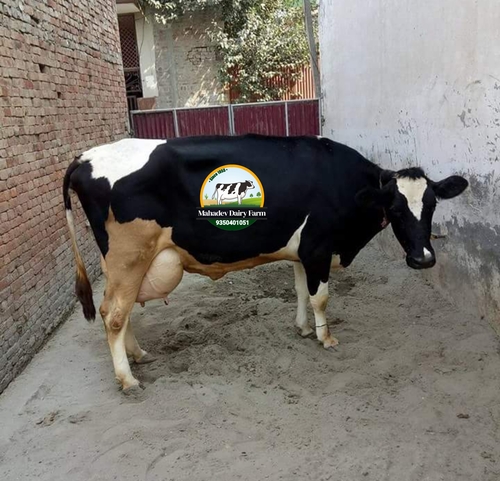 Quality Livestock HF Cow