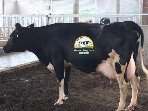 HF cow supplier in Maharashtra