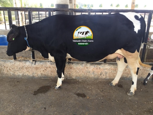 Maharashtra HF cow Supplier