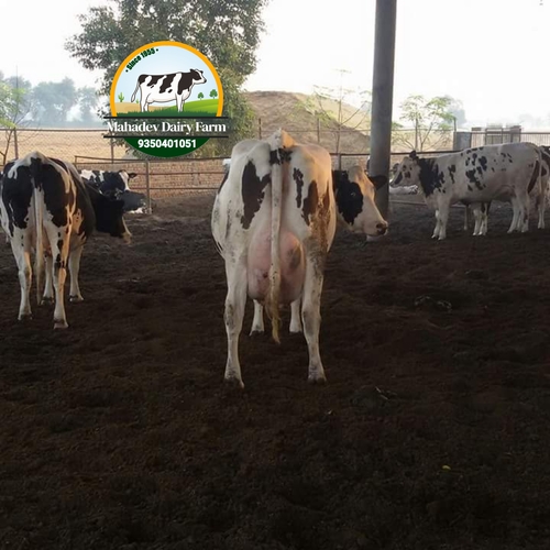 Cow Supplier in Maharashtra