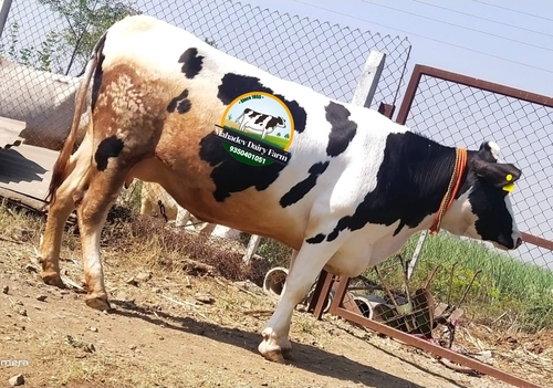 Cow Supplier in Karnataka