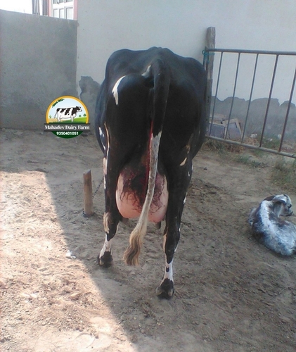 Black White Cow Supplier In Odisha