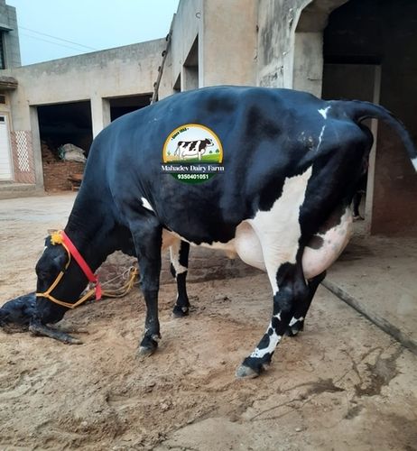 Cow Supplier in West Bengal