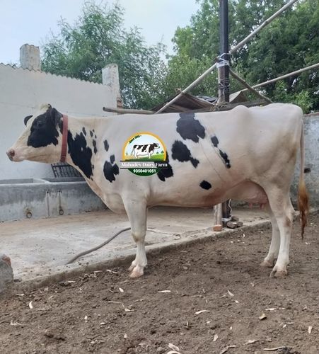 Cow Supplier in Jharkhand