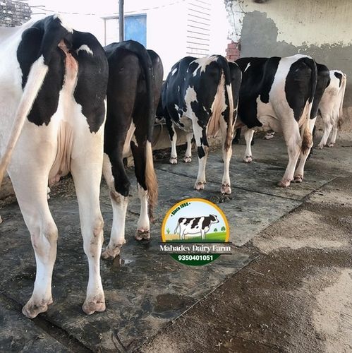 White And Black Cow Supplier In Kashmir