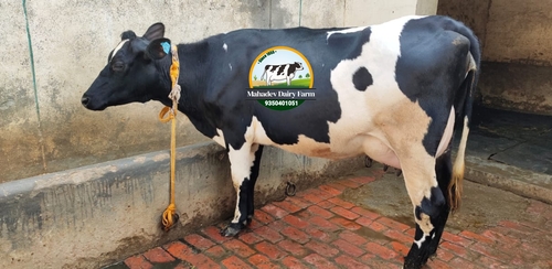 Black White Cow Supplier In Chhattisgarh