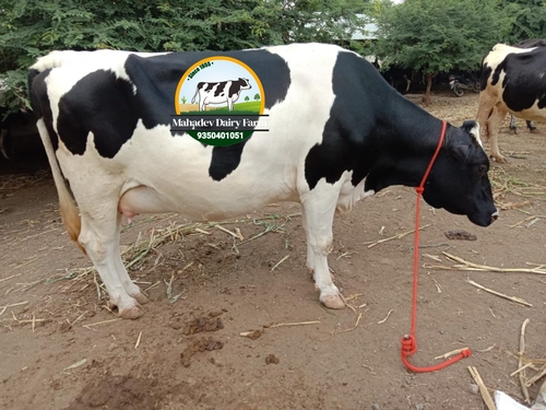 Cow Supplier in Haryana / Punjab