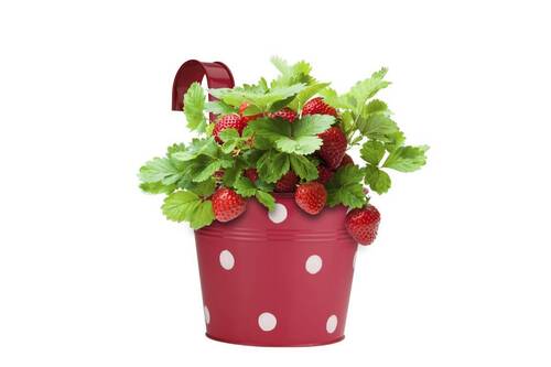 IRON ROUND HOOK RAILING POLKA DOTS PLANTER