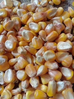 Yellow Maize - Granule Form, Fresh Organic Cattle Feed | High Purity, Dried Texture, 9 Month Shelf Life, Disease Prevention