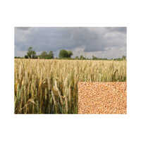 Wheat (Golden Sharbati)