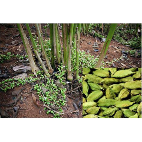 Green Cardamom