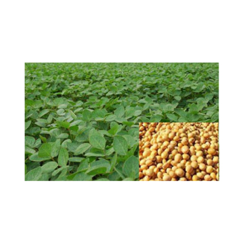 Organic Soyabean