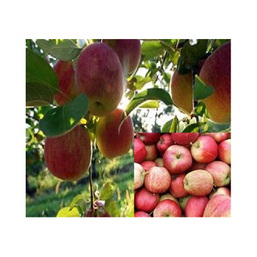 Fresh Apple By SRI DHANJANKI AGRO PRIVATE LIMITED