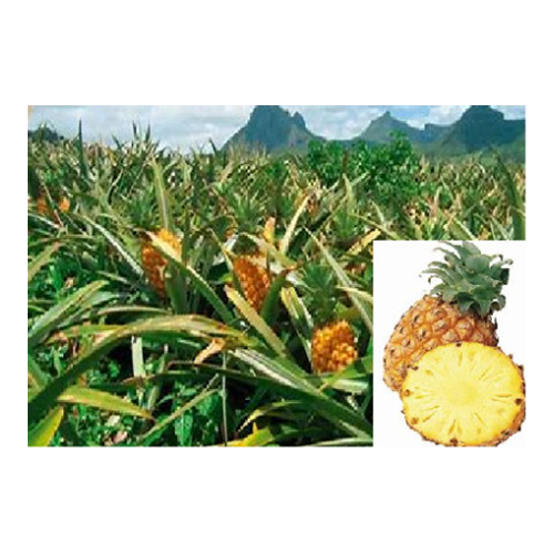 Fresh Pineapple