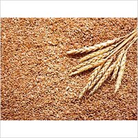 Wheat Grain - Edible Whole Wheat, Golden Color, High In Vitamins And Dietary Fibre - Naturally Cultivated Without Herbicides Or Pesticides, Perfect For Soft Rotis And Halwa