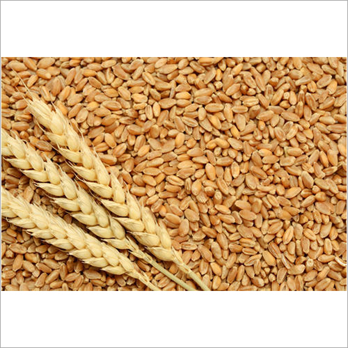 Golden Sharbati Wheat