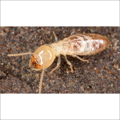 Agriculture Termite Management Service