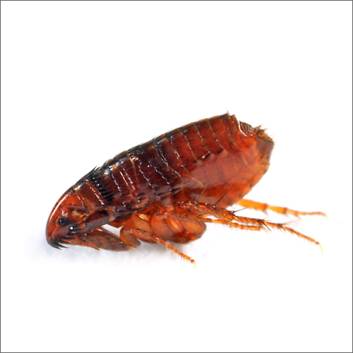 Flea Management Service