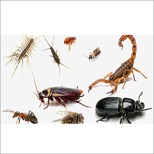 General Home Pest Management Service