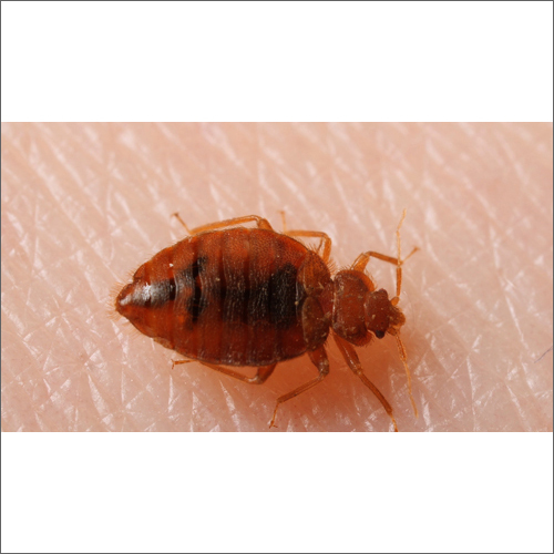 Industrial Bed Bugs Management Service